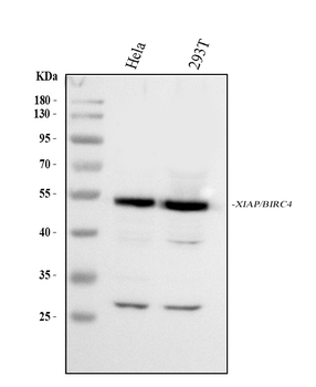 XIAP Rabbit Polyclonal Antibody