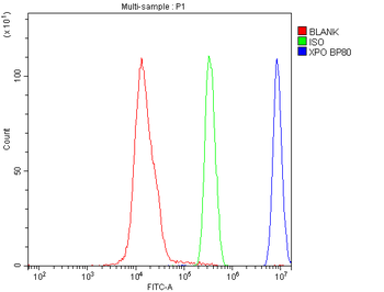 CRM1/XPO1 Rabbit Polyclonal Antibody