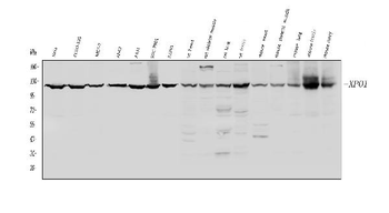 CRM1/XPO1 Rabbit Polyclonal Antibody