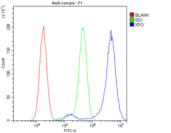 CRM1/XPO1 Rabbit Polyclonal Antibody