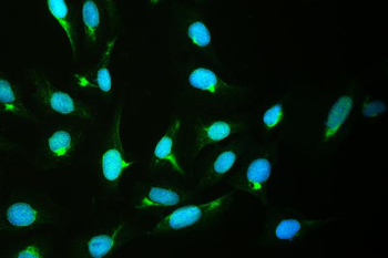 CRM1/XPO1 Rabbit Polyclonal Antibody