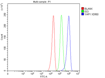 YAP1 Rabbit Polyclonal Antibody