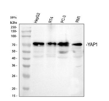 YAP1 Rabbit Polyclonal Antibody