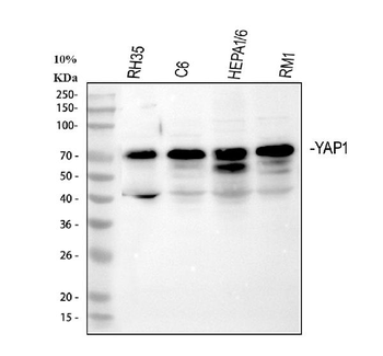 YAP1 Rabbit Polyclonal Antibody