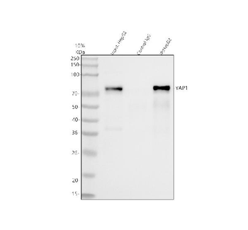 YAP1 Rabbit Polyclonal Antibody