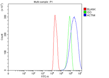 Alpha Actinin 4/ACTN4 Rabbit Polyclonal Antibody