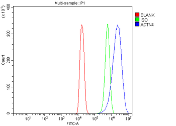 Alpha Actinin 4/ACTN4 Rabbit Polyclonal Antibody