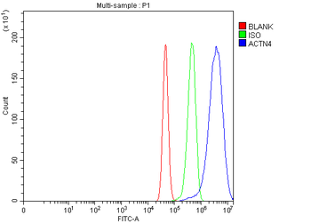 Alpha Actinin 4/ACTN4 Rabbit Polyclonal Antibody