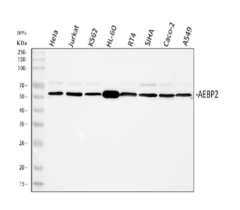 AEBP2 Rabbit Polyclonal Antibody