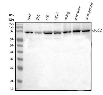Ago2/eIF2C2 Rabbit Polyclonal Antibody