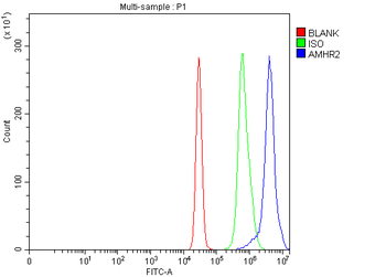 AMHR2 Rabbit Polyclonal Antibody