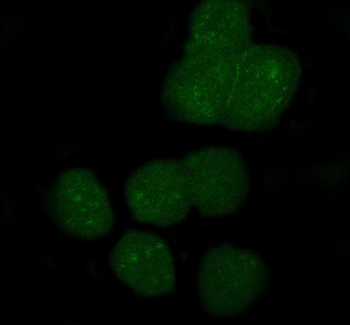 APOBEC3G Rabbit Polyclonal Antibody