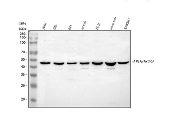 APOBEC3G Rabbit Polyclonal Antibody