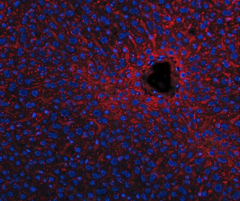 Apolipoprotein E/APOE Rabbit Polyclonal Antibody