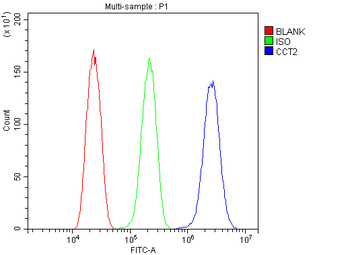 TCP1 beta/CCT2 Rabbit Polyclonal Antibody