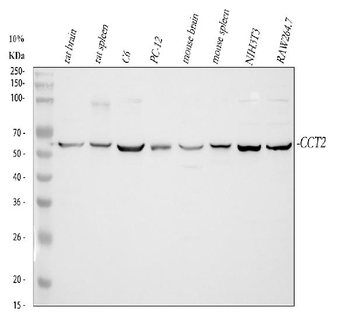 TCP1 beta/CCT2 Rabbit Polyclonal Antibody