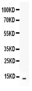 BCA1/CXCL13 Rabbit Polyclonal Antibody