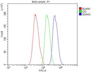 DDAH2 Rabbit Polyclonal Antibody