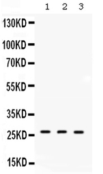 DDAH2 Rabbit Polyclonal Antibody
