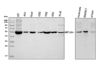 Visfatin/NAMPT Rabbit Polyclonal Antibody