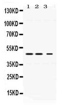 Perilipin 3/PLIN3 Rabbit Polyclonal Antibody