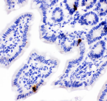 Peptide YY/PYY Rabbit Polyclonal Antibody