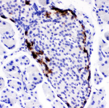 Peptide YY/PYY Rabbit Polyclonal Antibody
