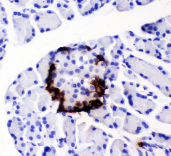 Peptide YY/PYY Rabbit Polyclonal Antibody