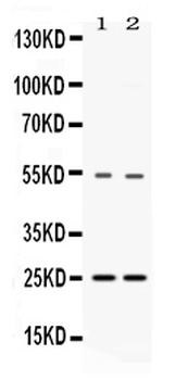 SYBL1/VAMP7 Rabbit Polyclonal Antibody