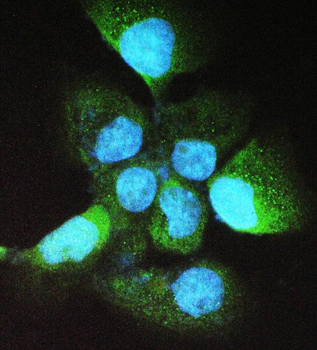 Alcohol dehydrogenase class-3 ADH5 Rabbit Polyclonal Antibody