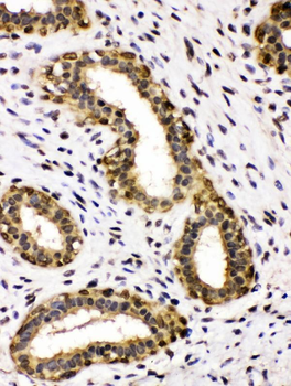 Alcohol dehydrogenase class-3 ADH5 Rabbit Polyclonal Antibody