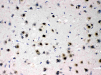 L-Arginine decarboxylase/AZIN2 Rabbit Polyclonal Antibody