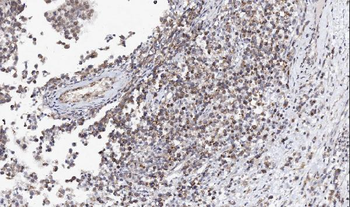 L-Arginine decarboxylase/AZIN2 Rabbit Polyclonal Antibody