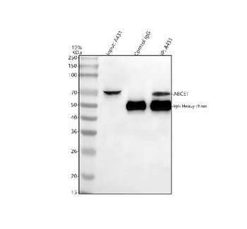 ABCE1 Rabbit Polyclonal Antibody