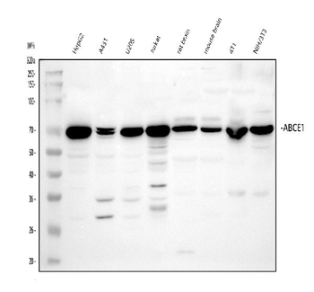 ABCE1 Rabbit Polyclonal Antibody