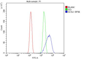 ACSL1 Rabbit Polyclonal Antibody