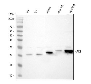 Adenylate Kinase 1/AK1 Rabbit Polyclonal Antibody