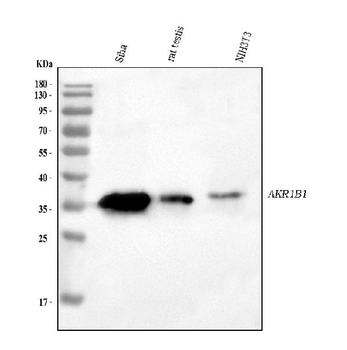 AKR1B1 Rabbit Polyclonal Antibody