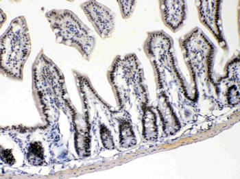 E2F4 Rabbit Polyclonal Antibody