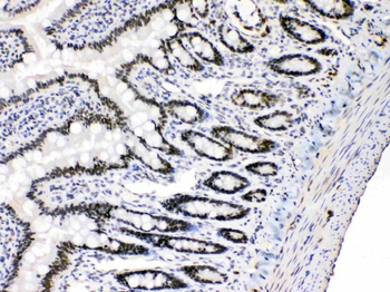 E2F4 Rabbit Polyclonal Antibody