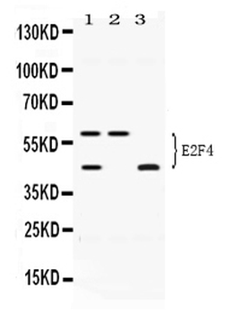 E2F4 Rabbit Polyclonal Antibody