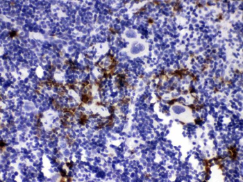 Neutrophil Elastase/ELANE Rabbit Polyclonal Antibody