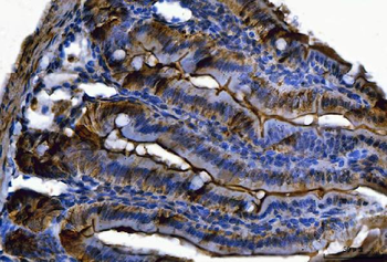 Fgf19 Rabbit Polyclonal Antibody