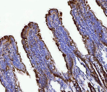 Fgf19 Rabbit Polyclonal Antibody