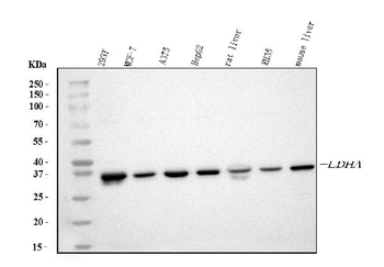 LDHA Rabbit Polyclonal Antibody