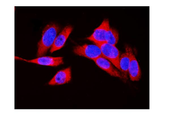 LDHA Rabbit Polyclonal Antibody