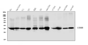 Lactate Dehydrogenase B/LDHB Rabbit Polyclonal Antibody