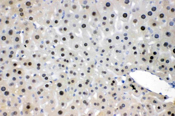 NFIA Rabbit Polyclonal Antibody