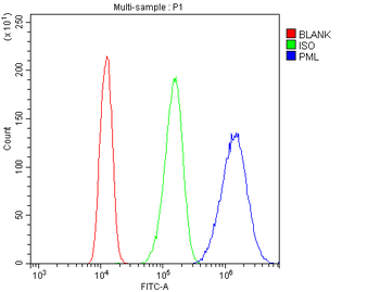 PML Protein Rabbit Polyclonal Antibody
