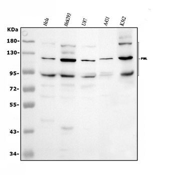 PML Protein Rabbit Polyclonal Antibody